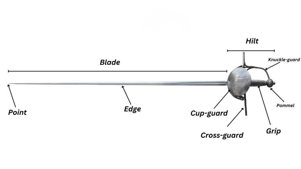 Rapier anatomy.